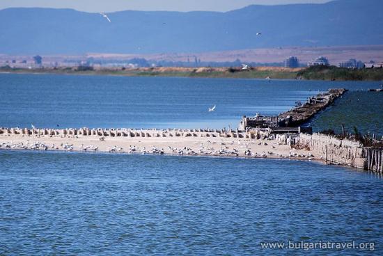 Coral Pomorie